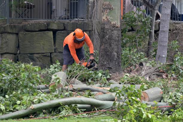 Professional Tree Service in Hollymead, VA